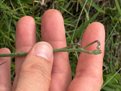 Texas Skeleton Plant (Lygodesmia texana)