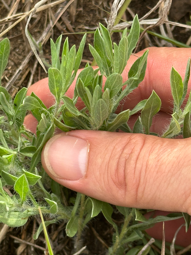 Hoary False Goldenaster (Heterotheca canescens)