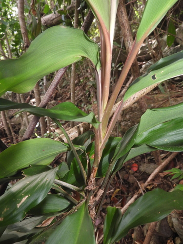 Cordyline murchisoniae, 2026-04-05