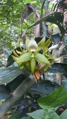 Cycnoches