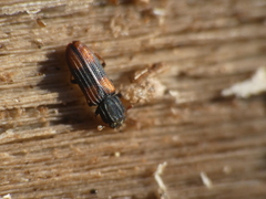 Bitoma crenata