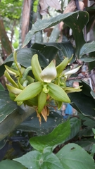 Cycnoches
