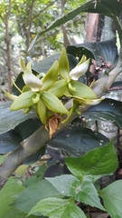 Cycnoches