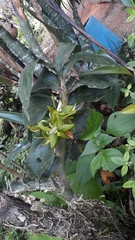 Cycnoches