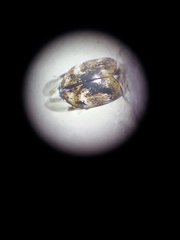 Anthrenus verbasci