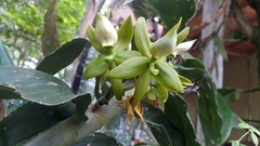 Cycnoches