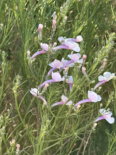 gilia beardtongue (Penstemon ambiguus)
