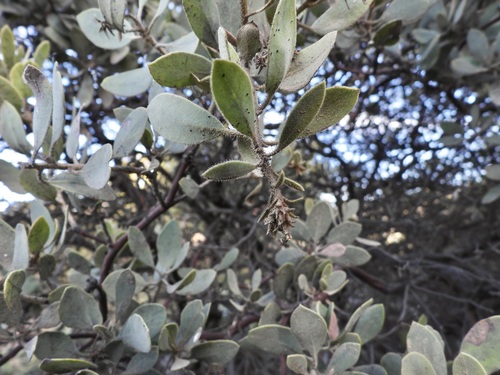 Eastwood's Manzanita (Arctostaphylos glandulosa)