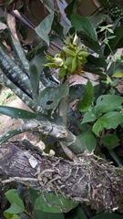 Cycnoches