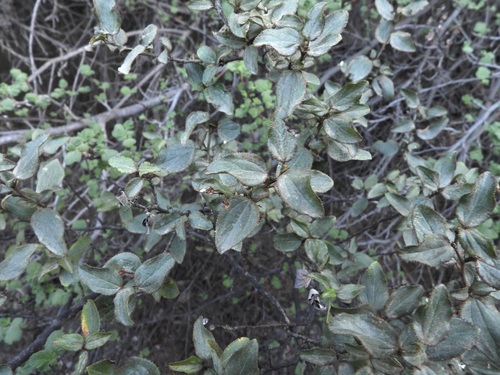 hairy ceanothus (Ceanothus oliganthus)
