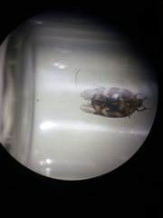 Anthrenus verbasci