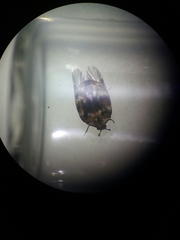 Anthrenus verbasci