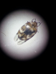 Anthrenus verbasci