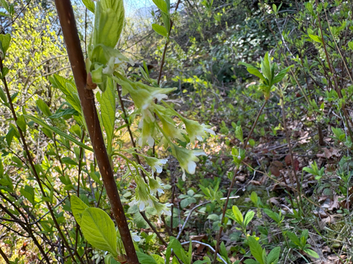 Indian Plum (Oemleria cerasiformis)