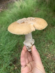 Amanita velosa
