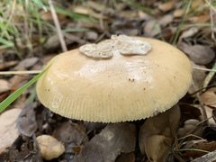 Amanita velosa