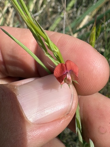 Grass Pea (Lathyrus sphaericus)
