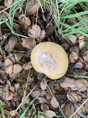 Amanita velosa