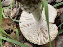 Amanita velosa
