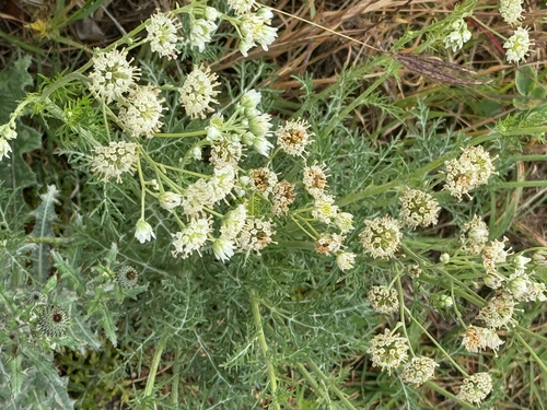 Carolina Woollywhite (Hymenopappus scabiosaeus)