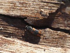 Bitoma crenata