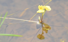 Utricularia gibba