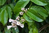 Maripa panamensis - Photo (c) Riley Fortier, some rights reserved (CC BY-NC), uploaded by Riley Fortier