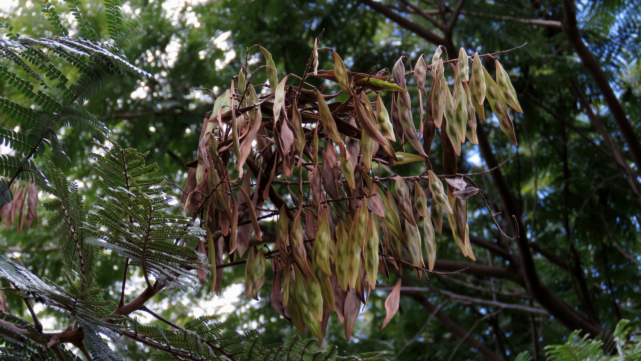 Peltophorum Dubium (Peltophorum dubium)
