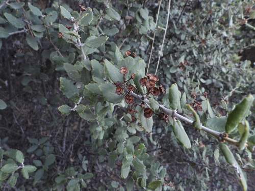 hoaryleaf ceanothus (Ceanothus crassifolius)