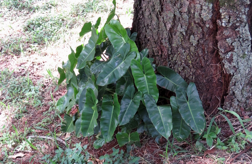 Philodendron quinquenervium (Philodendron quinquenervium)