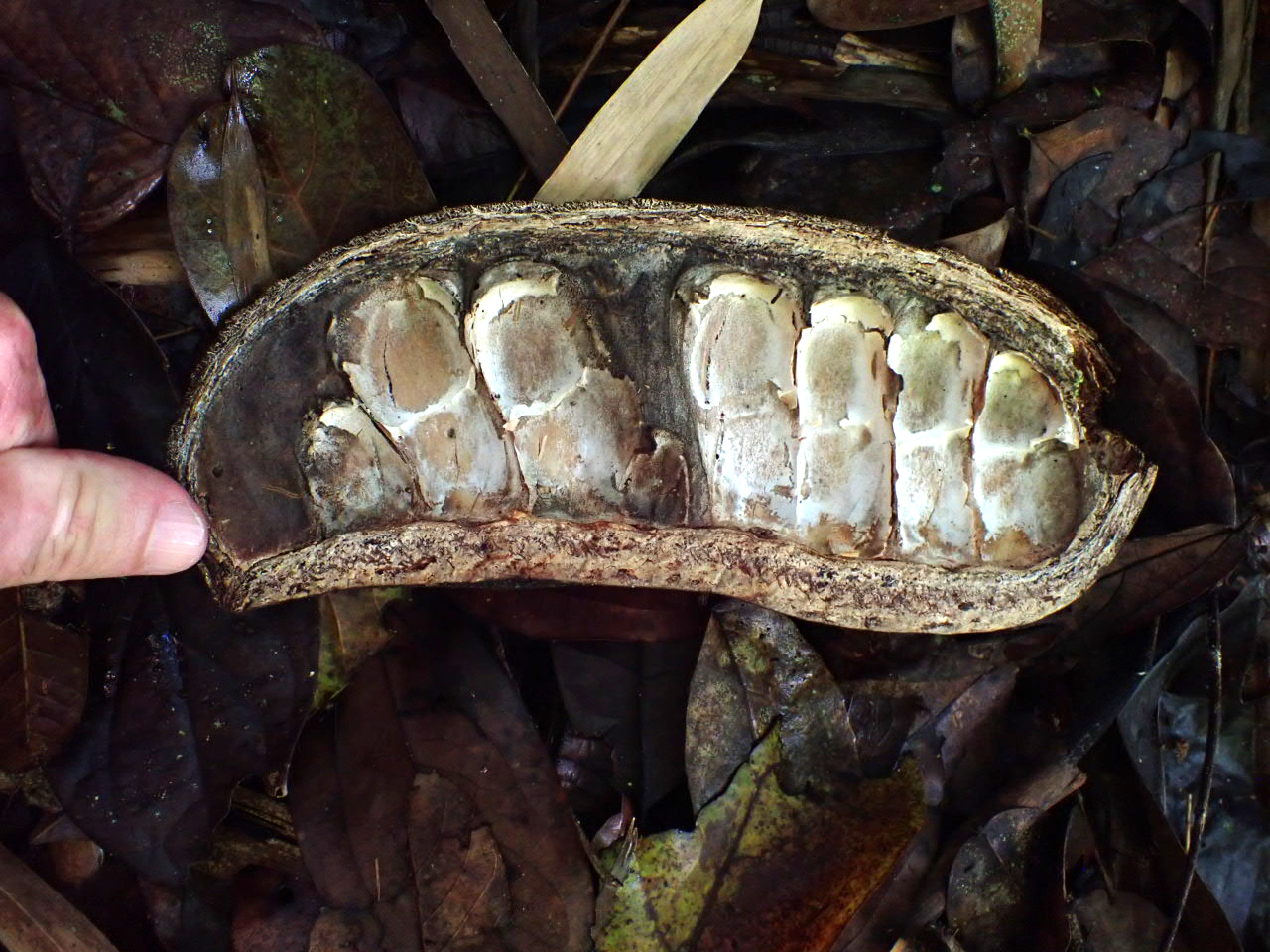 Go Ca Te (Afzelia xylocarpa)