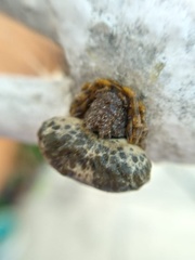 Mastophora