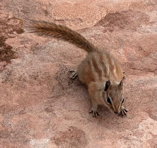 Hopi Chipmunk observed by lani_gw