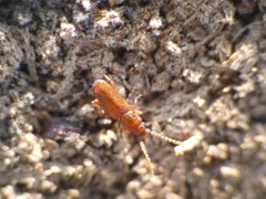 Placonotus testaceus