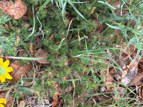 Cardinal Feather (Acalypha radians)