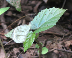 Leptosia