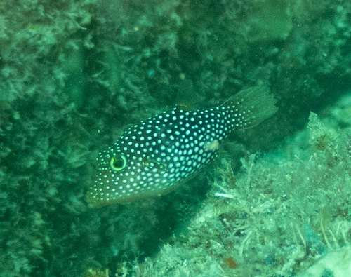 Spotted sharpnose puffer (Canthigaster punctatissima) — Tetraodontidae — 3