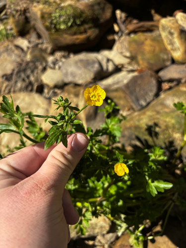 Hairy Buttercup (Ranunculus sardous)