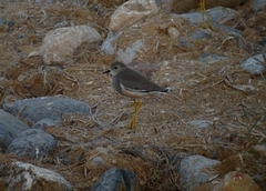 Vanellus leucurus