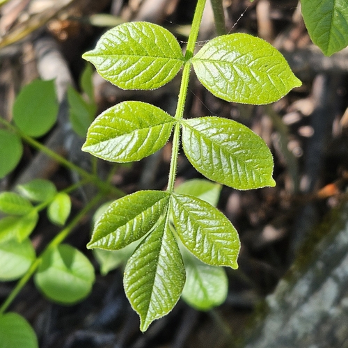 Oregon Ash (Fraxinus latifolia)