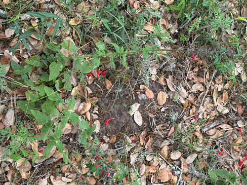 Blood Sage (Salvia coccinea)
