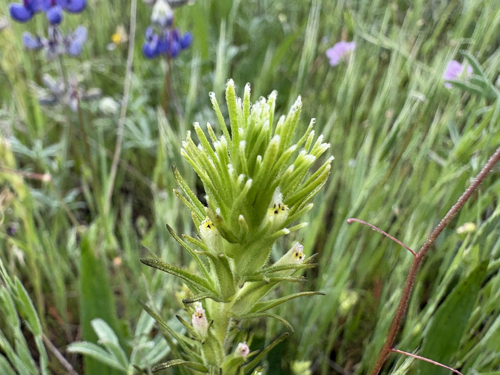 Valley Tassels (Castilleja attenuata)