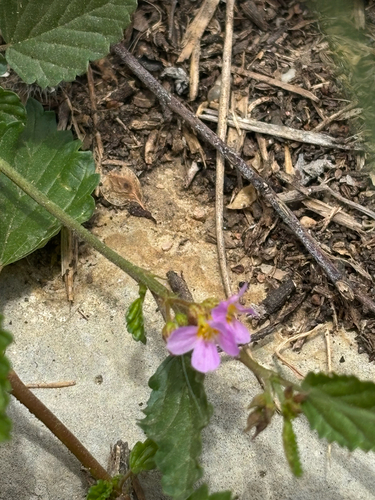 Melochia pyramidata (Melochia pyramidata)