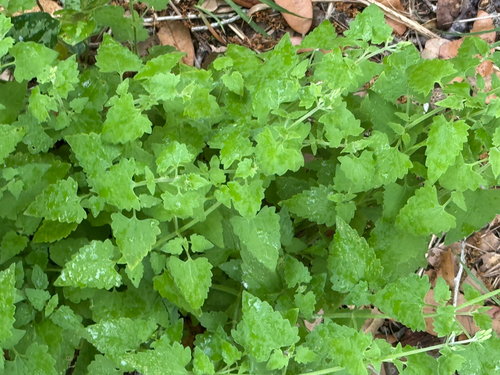 Pink thoroughwort (Fleischmannia incarnata)