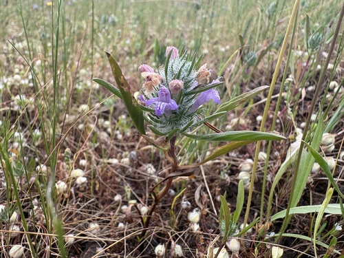 Douglas' mesa mint (Pogogyne douglasii)