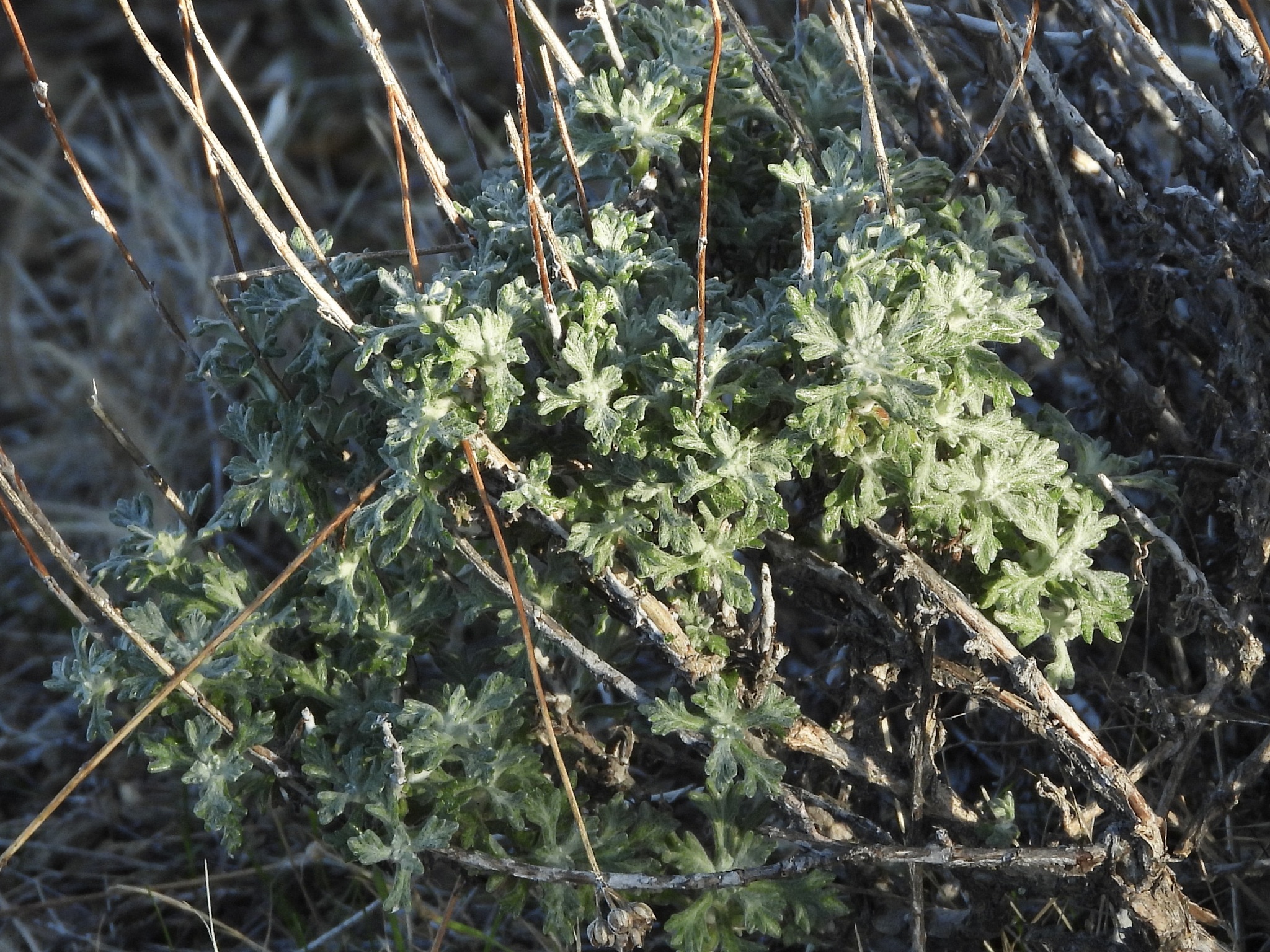 Golden Yarrow (Eriophyllum confertiflorum)