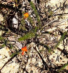 Aspalathus tenuissima