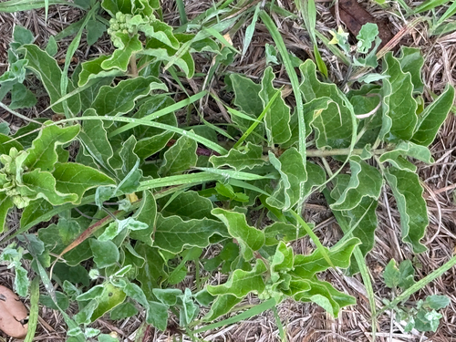 Zizotes milkweed (Asclepias oenotheroides)