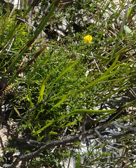 Aspalathus tenuissima