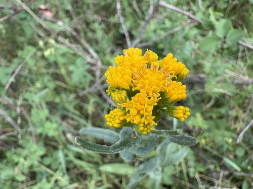 rayless ragwort (Senecio aronicoides)